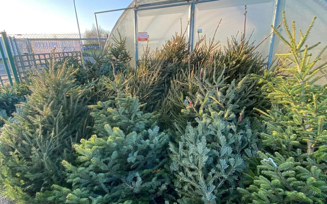 Nos sapins de Noël sont arrivés !