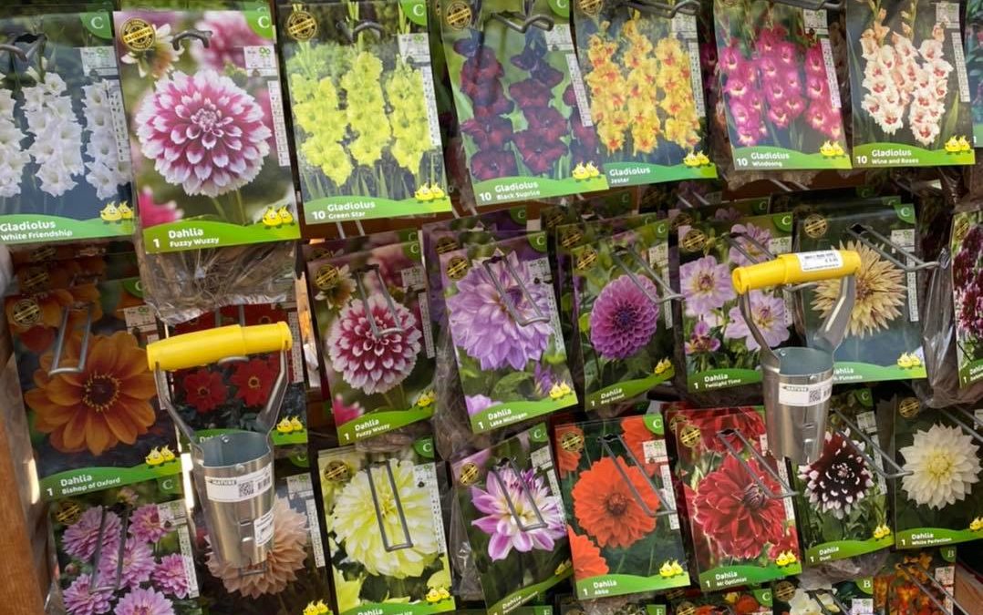 Légumes à repiquer en stock