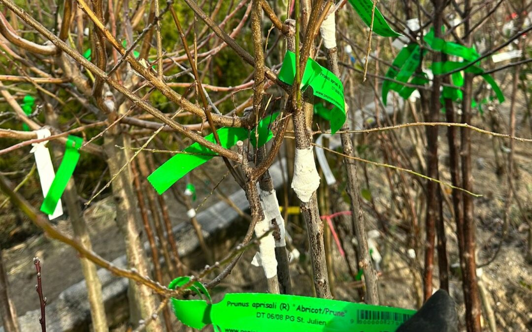 Nouveautés 2025 à la pépinière : des variétés rares et surprenantes en stock !