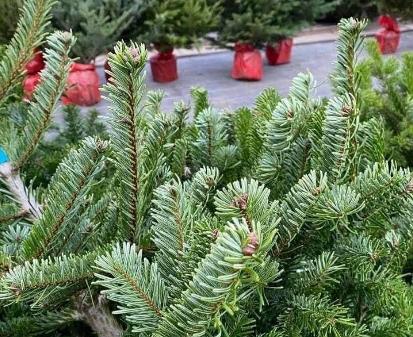 Les SAPINS DE NOËL sont arrivés !