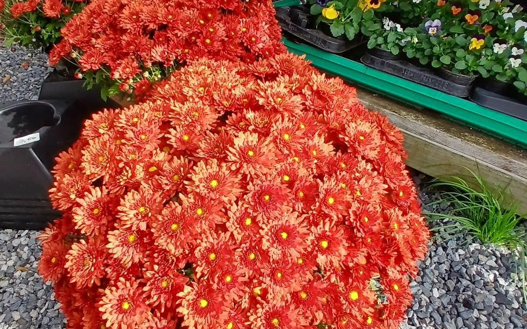 Plantes de saisons disponibles !
